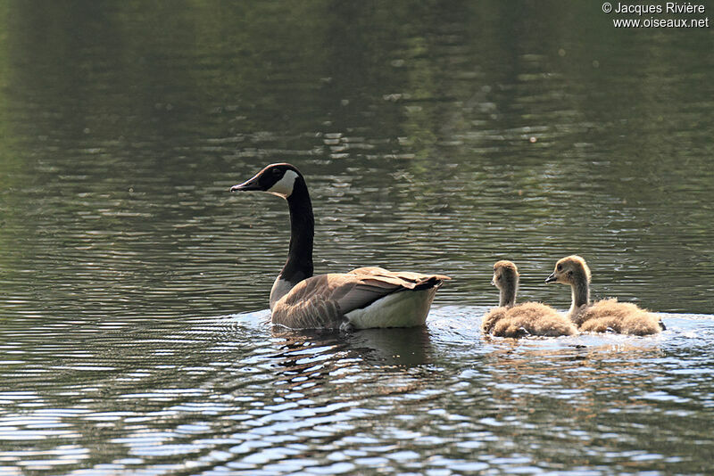 Canada GooseFirst year, Reproduction-nesting