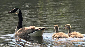 Canada Goose