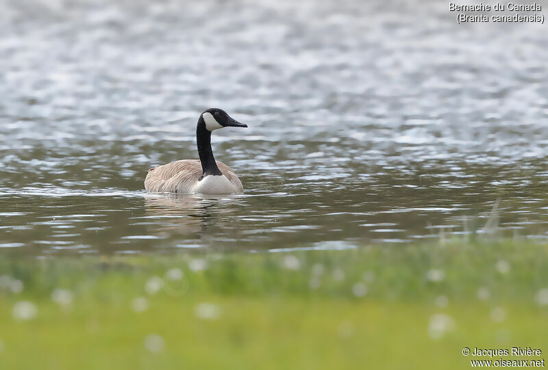 Canada Goose male adult, identification, swimming
