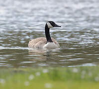 Canada Goose