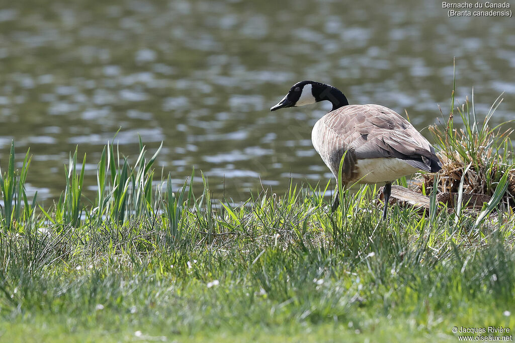 Canada Goose male adult breeding, identification, walking