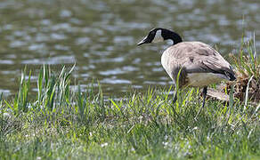 Canada Goose