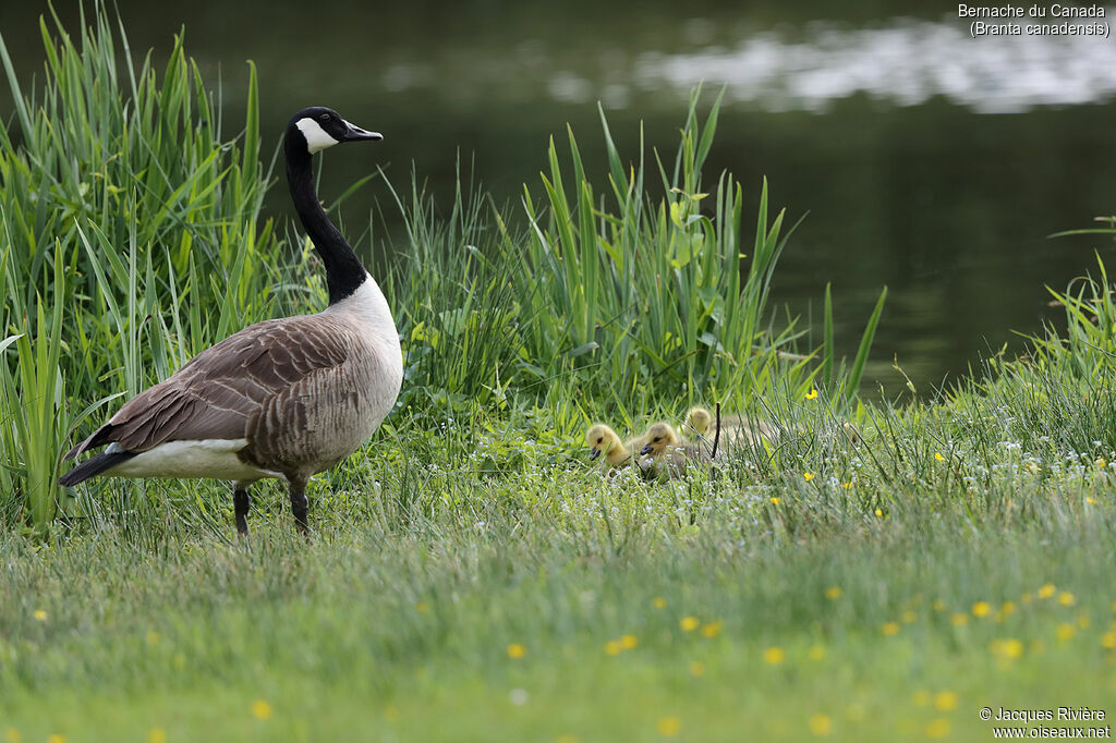 Canada Goose, identification, Reproduction-nesting