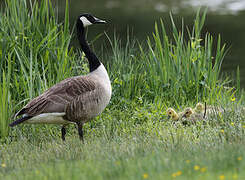 Canada Goose