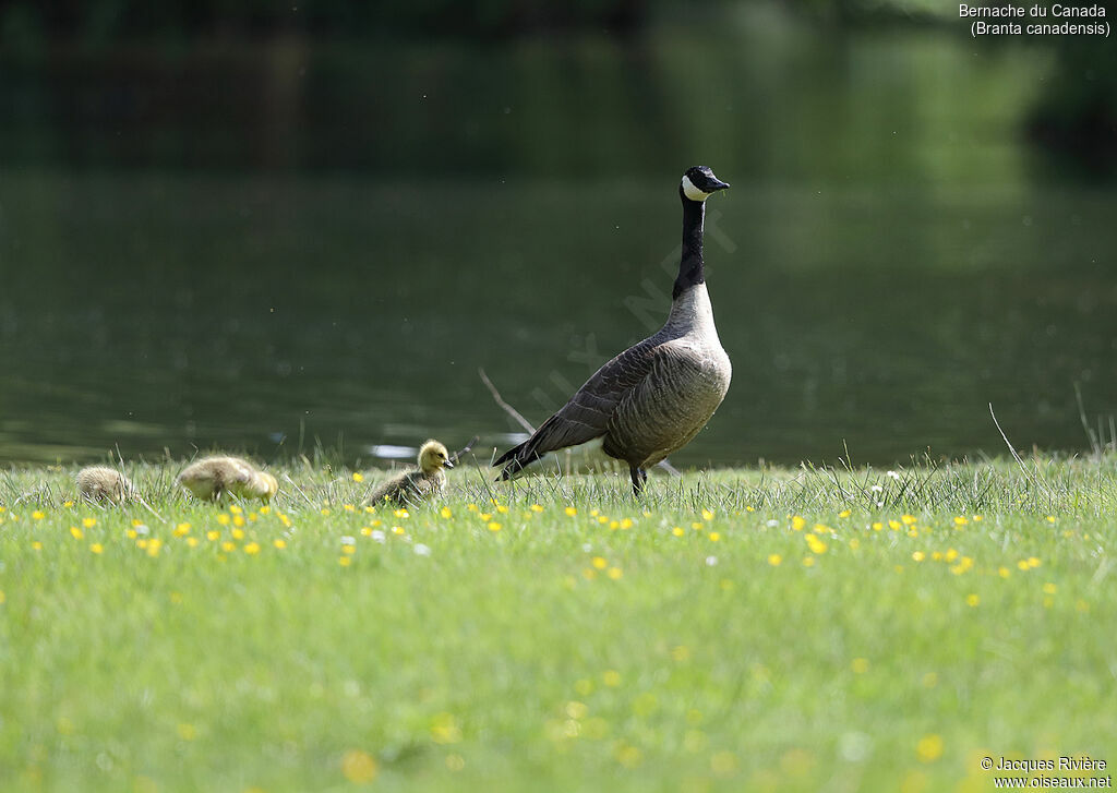 Canada Goose, identification, Reproduction-nesting