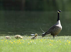 Canada Goose