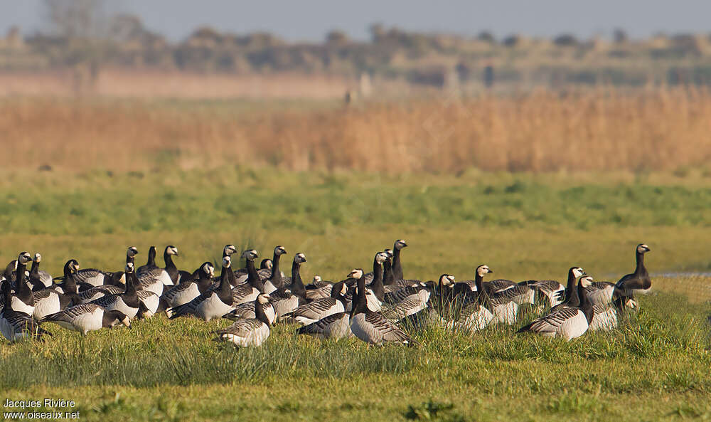 Barnacle Goose, habitat, Behaviour