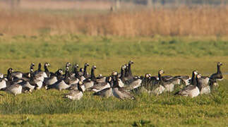 Barnacle Goose