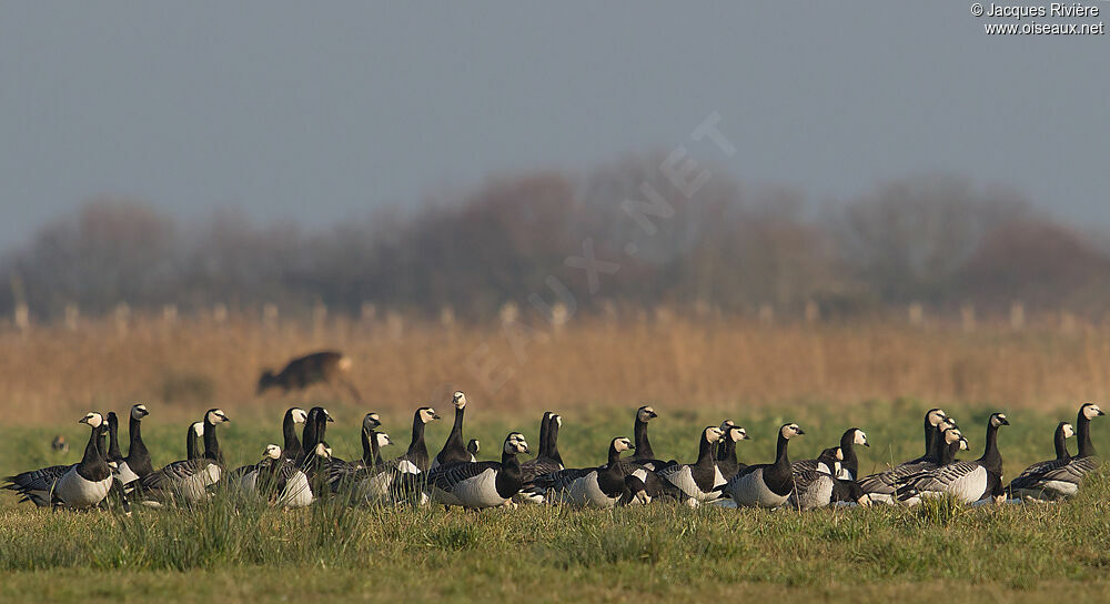 Barnacle Gooseadult post breeding