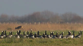 Barnacle Goose