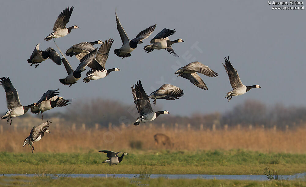 Barnacle Gooseadult post breeding, Flight