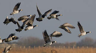 Barnacle Goose