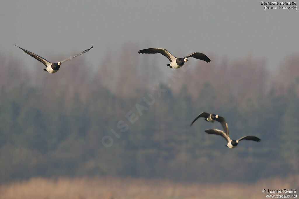 Barnacle Gooseadult, Flight