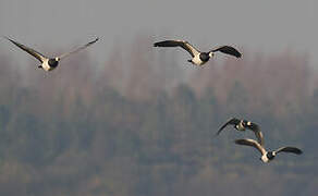 Barnacle Goose