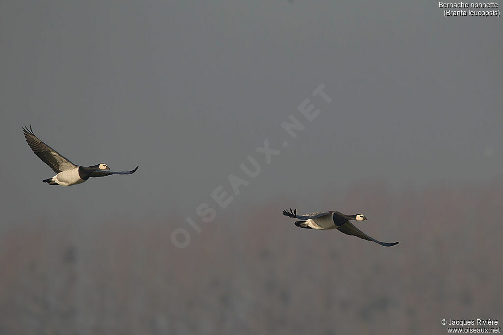 Barnacle Gooseadult, Flight