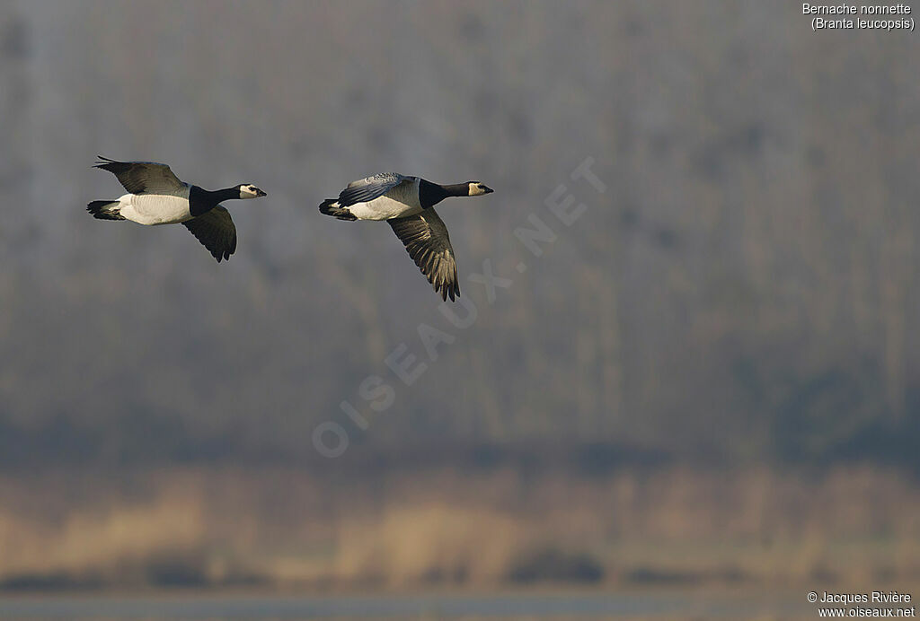 Barnacle Gooseadult, Flight