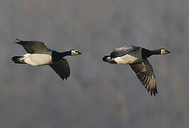 Barnacle Goose