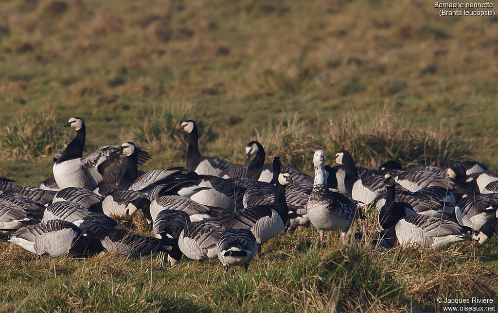 Barnacle Goose, identification, walking