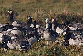 Barnacle Goose