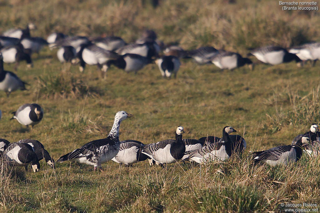 Barnacle Goose, identification