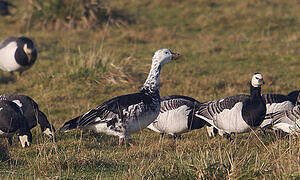 Barnacle Goose