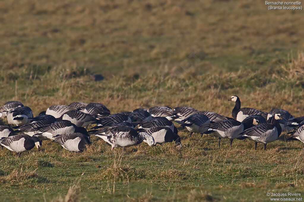 Barnacle Goose, identification, walking, eats