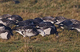 Barnacle Goose