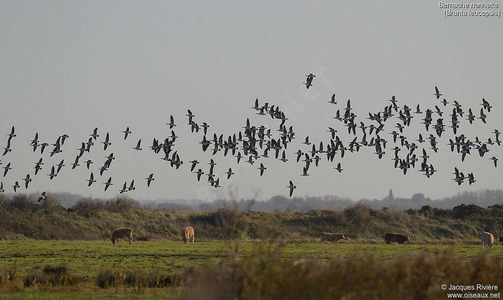 Barnacle Gooseadult post breeding, Flight