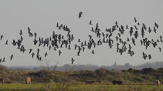 Barnacle Goose