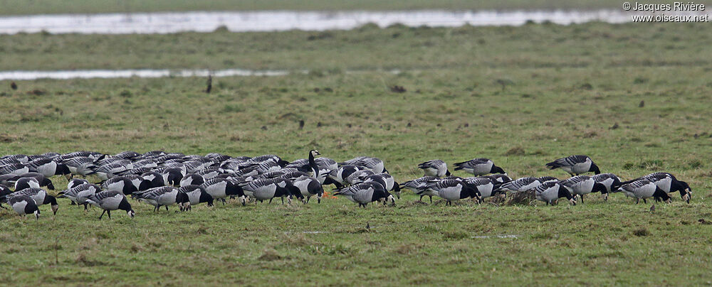 Barnacle Gooseadult post breeding