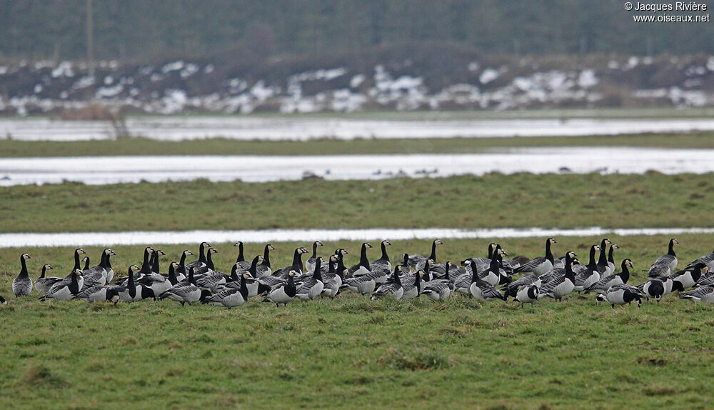 Barnacle Gooseadult post breeding