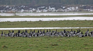 Barnacle Goose