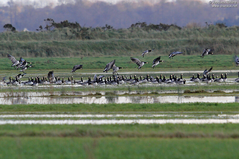 Barnacle Gooseadult post breeding, Flight