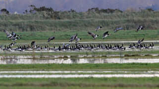 Barnacle Goose