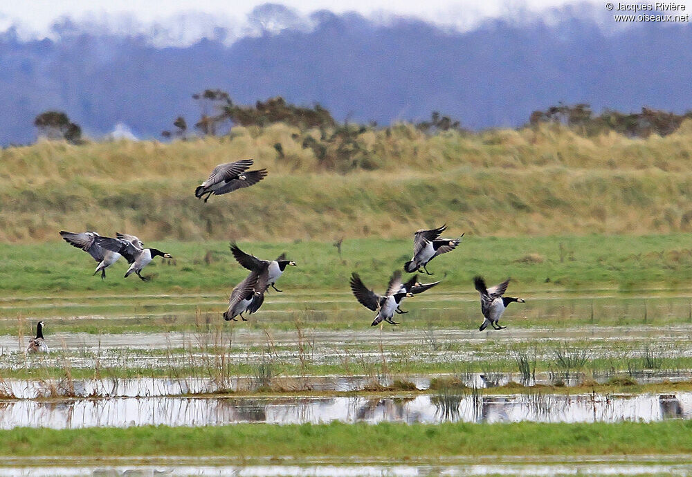 Barnacle Gooseadult post breeding, Flight