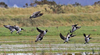 Barnacle Goose