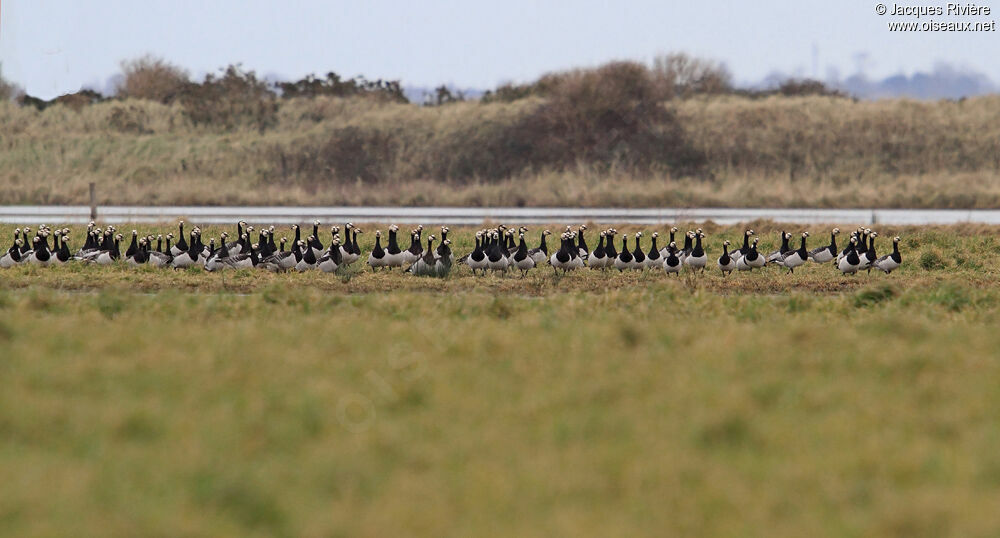 Barnacle Gooseadult post breeding