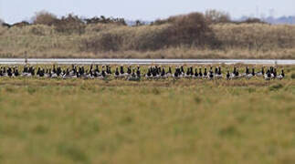 Barnacle Goose