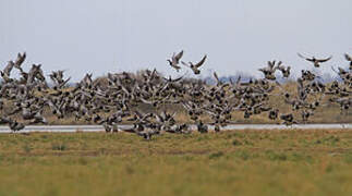 Barnacle Goose