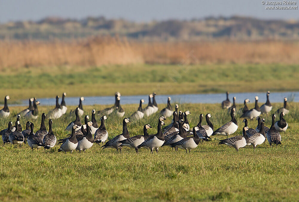 Barnacle Gooseadult post breeding