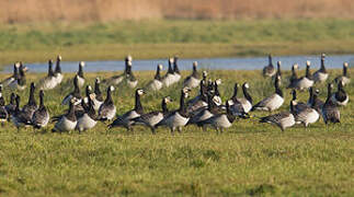 Barnacle Goose