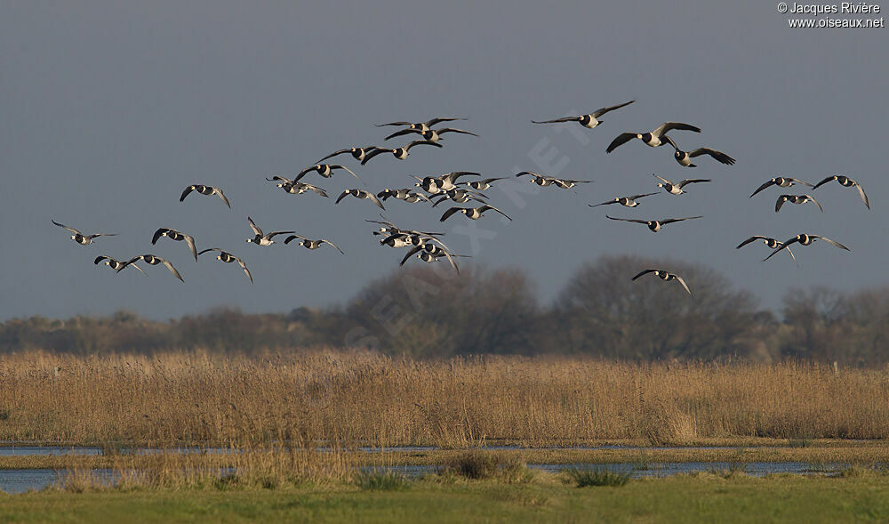 Barnacle Gooseadult post breeding, Flight