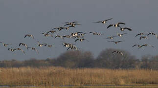 Barnacle Goose