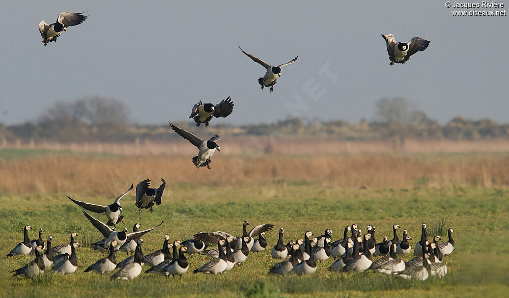 Barnacle Gooseadult post breeding, Flight