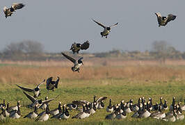 Barnacle Goose