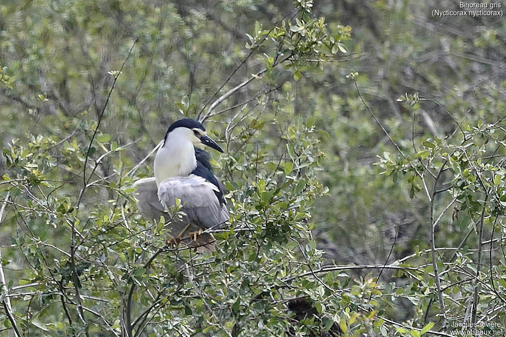 Bihoreau grisadulte nuptial, identification, Nidification