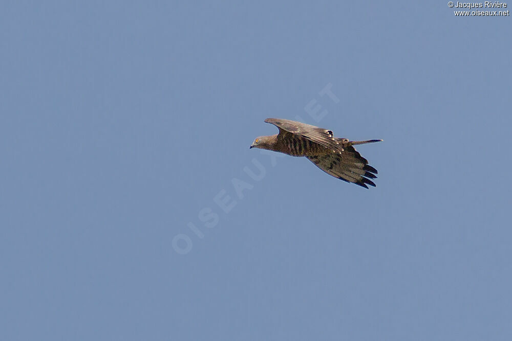 European Honey Buzzardadult breeding, Flight