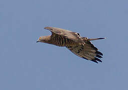 European Honey Buzzard