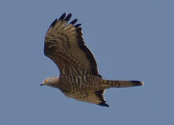 European Honey Buzzard