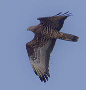 European Honey Buzzard
